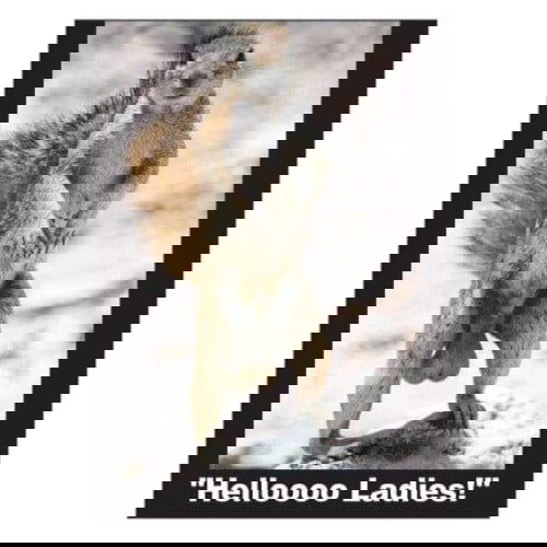 Hello Ladies: Magnet - Kalan - The Vault