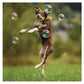 Bacon Scented: Bubbles - Barkin' Good - The Vault