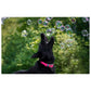 Bacon Scented: Bubbles - Barkin' Good - The Vault