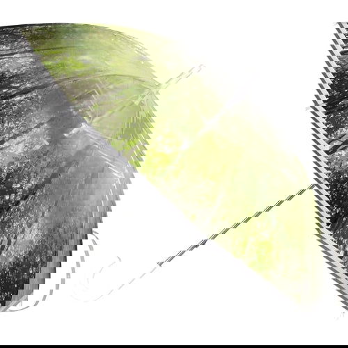 Forest Green: Clear Standard Umbrella - Time Concept. Inc. - The Vault