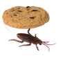 Novelty: Cookie Surprise - Prank - The Vault