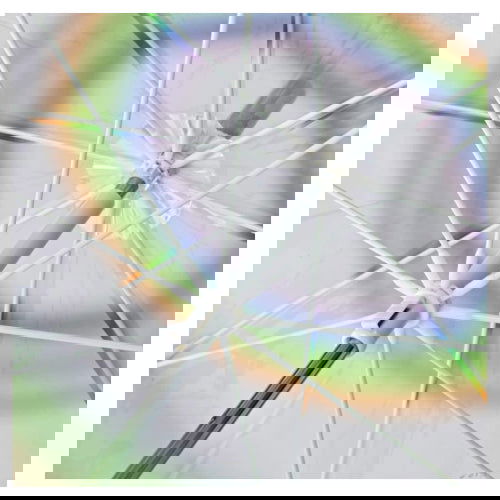 Rainbow: Clear Standard Umbrella - Time Concept. Inc. - The Vault