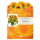 Sunflowers: Pop-Up Bouquet Greeting Card - FreshCut Paper - The Vault